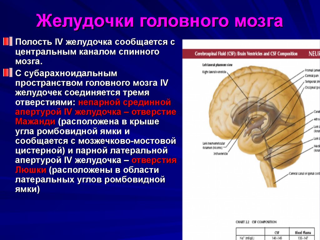 Мозжечковые цистерны