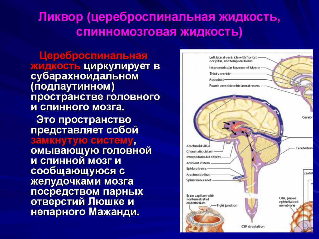 Ликворные пространства головного. Ликвор спинномозговая жидкость. Ликворная система головного и спинного мозга. Оболочки мозга, цереброспинальная жидкость, желудочки мозга. Спинномозговая жидкость в головном мозге.