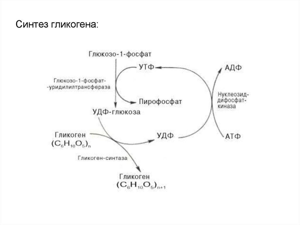 Обмен гликогена в печени. Синтез гликогена. Схема обмена гликогена. Синтез гликогена биохимия. Схема синтеза и распада гликогена.