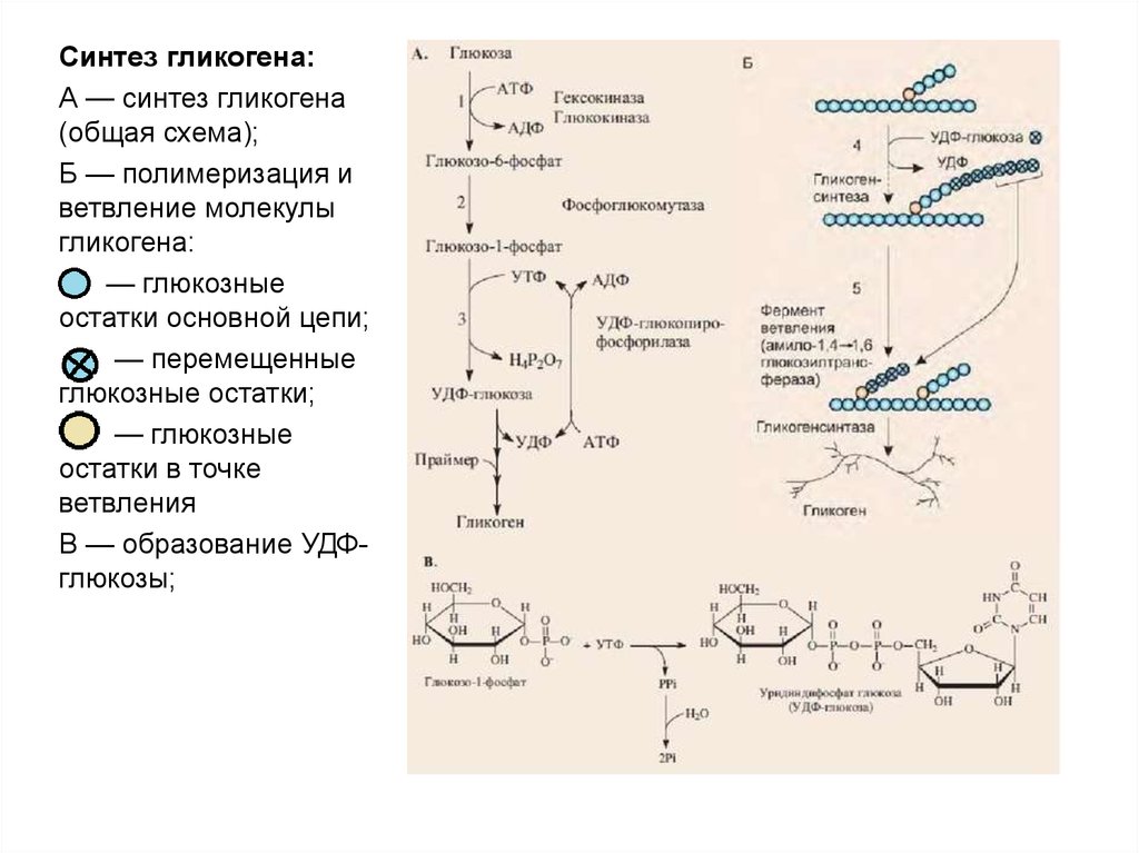 Глюконеогенез реакции биохимия