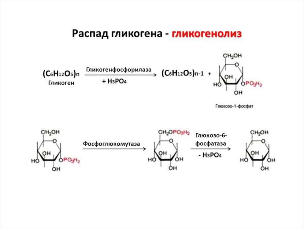 Распад гликогена схема