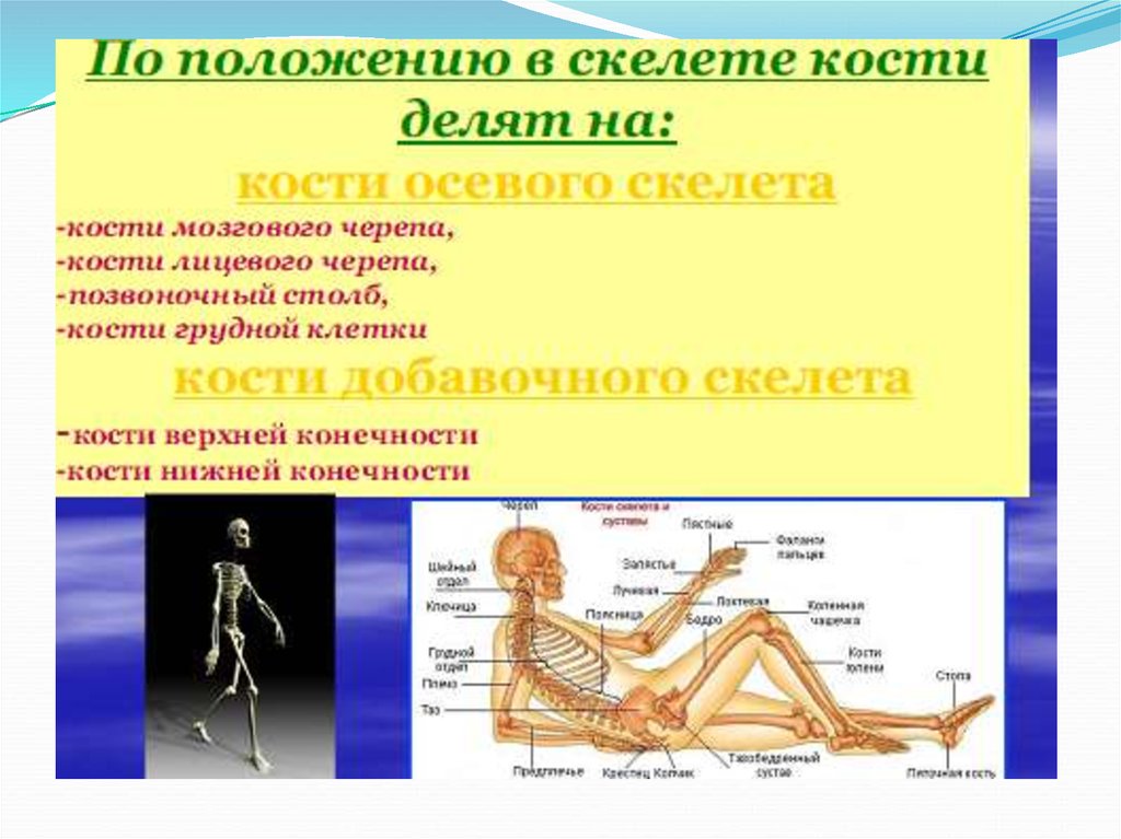 Какого значение скелета человека