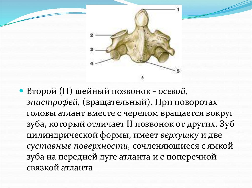 4 шейный позвонок особенности