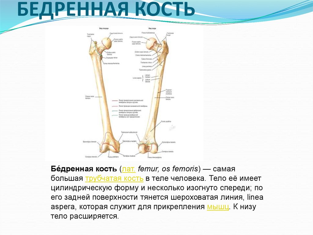 Бедренная кость фото на скелете человека