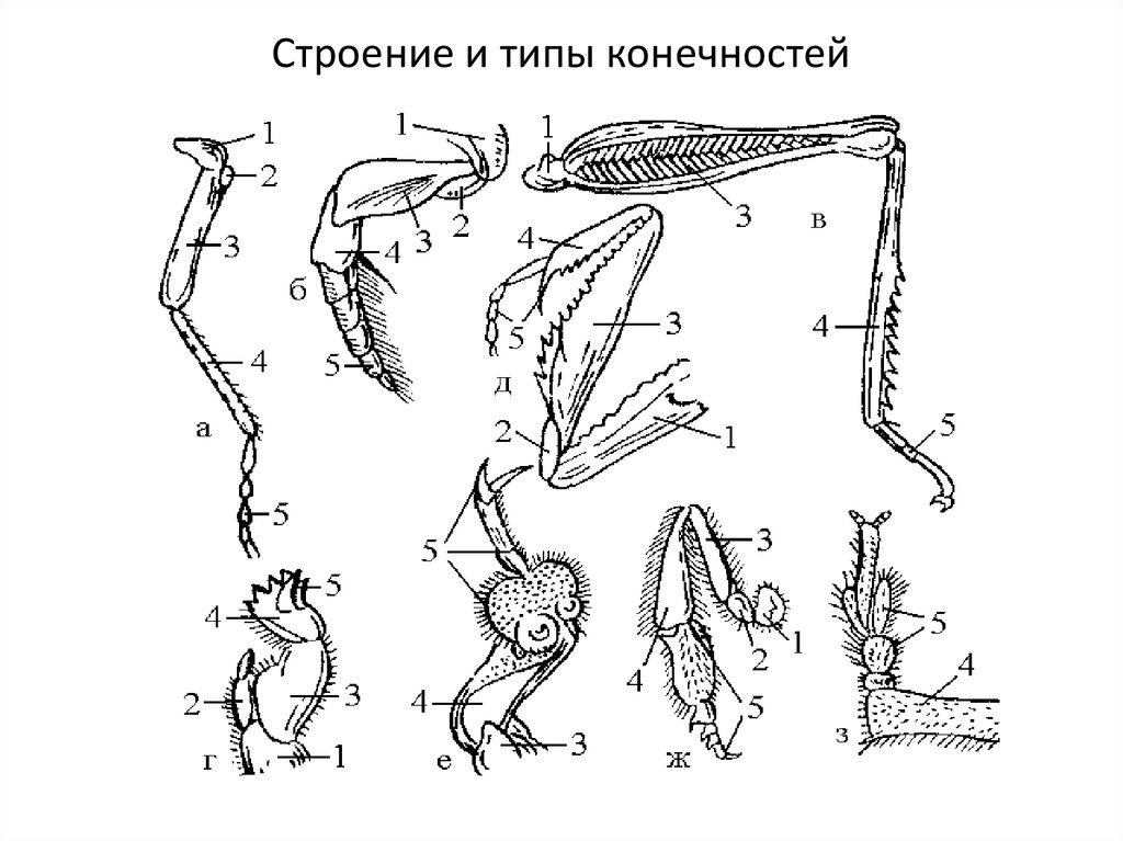 Типы конечностей. Тип конечностей бегательные. Отделы конечностей насекомых. Строение конечности насекомого строение. Строение конечностей насекомых.