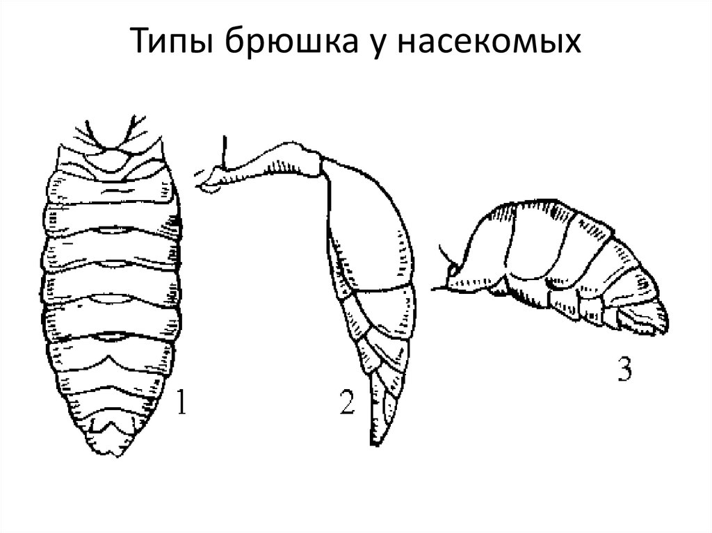 3 отдела тела. Типы брюшка насекомых. Придатки брюшка насекомых. Строение брюшка насекомых. Клоп строение брюшка.