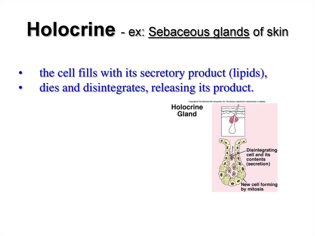 Two type of secretion of Exocrine Glands