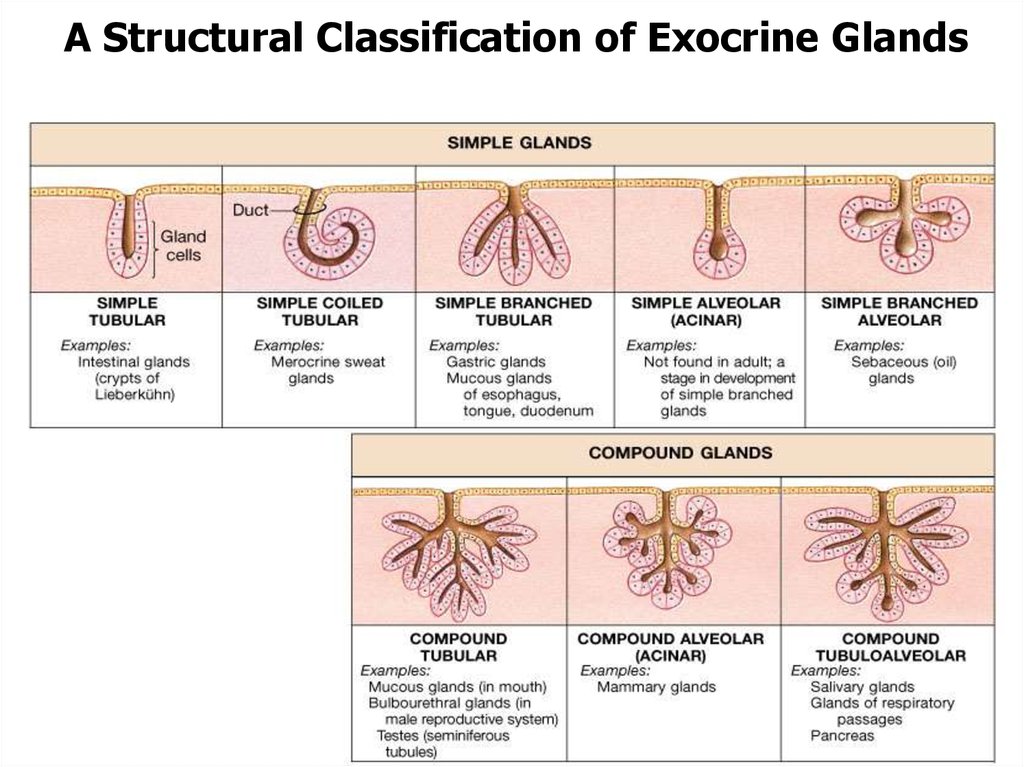 Cytology, embryology, General histology - online presentation