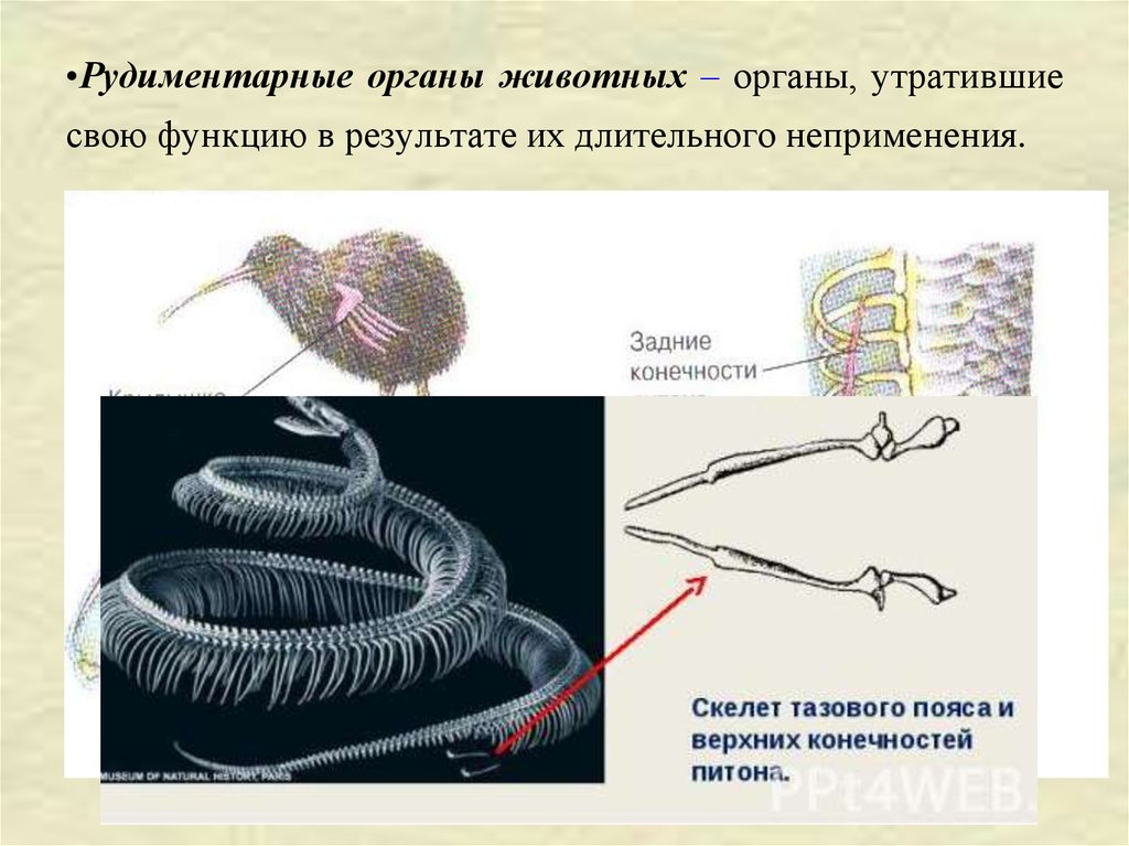 Рудиментарный. Рудиментарные органы питона. Рудиментарные органы животных. Рудиминтарные органыживотных. Примеры рудиментарных органов у животных.