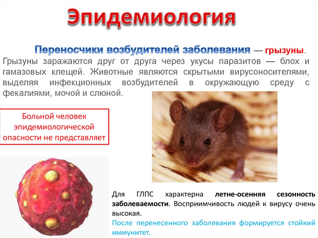 Роль грызунов в жизни человека. Грызуны переносчики инфекции. Мыши переносчики заболеваний. ГЛПС эпидемиология.