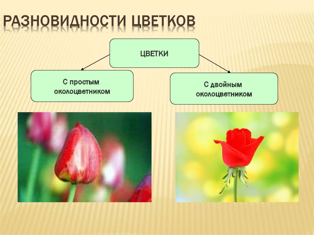 Околоцветник семейство. Цветок с простым околоцветником. Простой околоцветник. Растения с простым околоцветником. Цветок с двойным околоцветником.