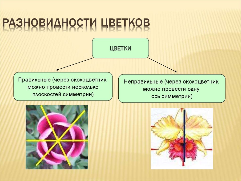 Число видов цветов