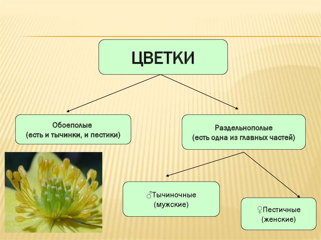 Обоеполые раздельнополые растения