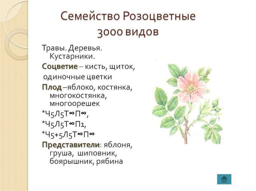 Формула цветка растений семейства розоцветные ответ. Соцветие и плод семейства розоцветных. Семейство розоцветных растений представители. Двудольные Розоцветные представители. Растения семейства рощовоцветных.