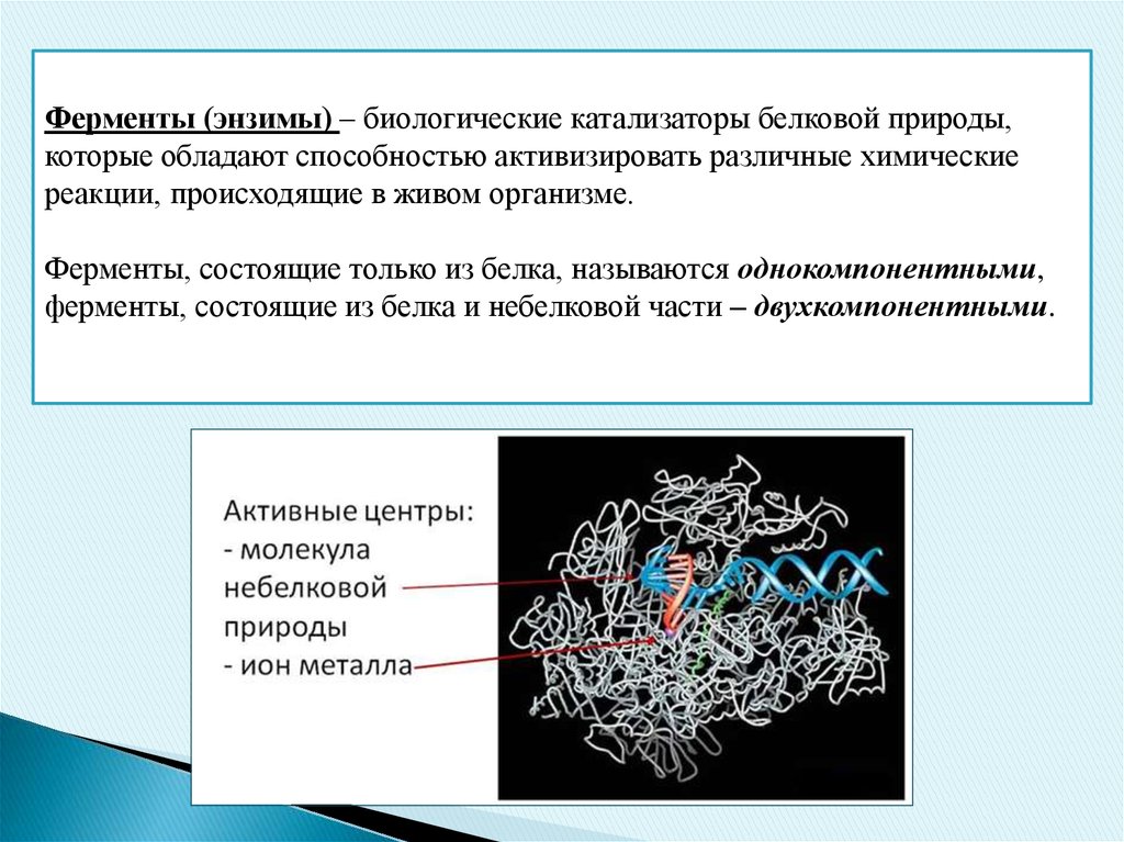 Роль ферментов