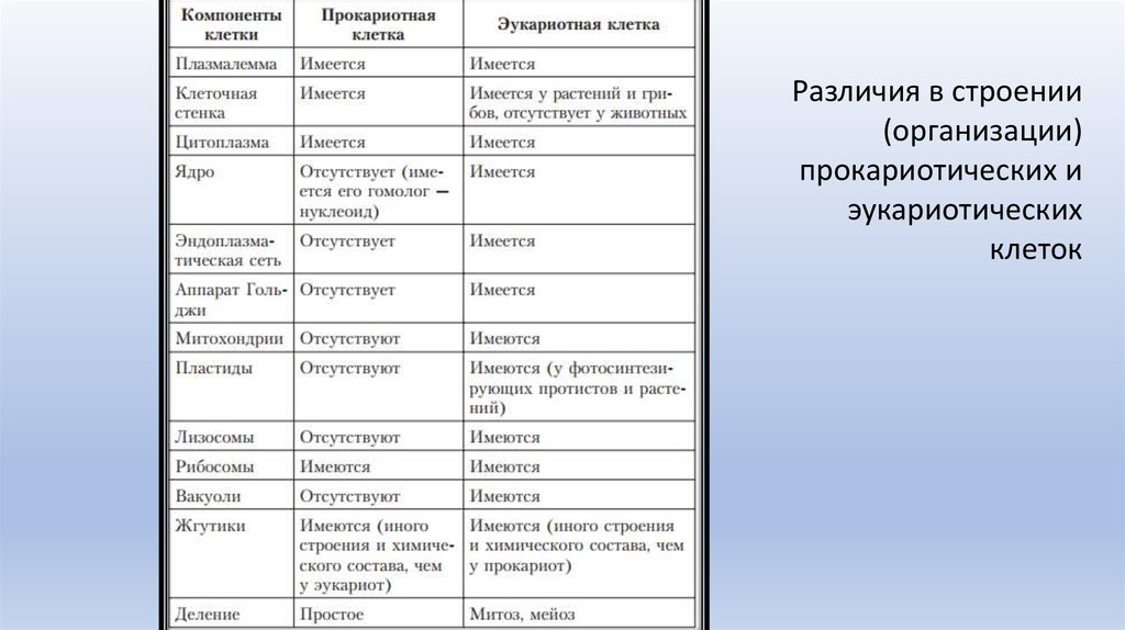 В чем сходство и различие в строении. Строение прокариотической и эукариотической клетки таблица. Отличия эукариотической и прокариотической клеток. Различие эукариотической и прокариотической клетки таблица. Эукариотическая клетка и Прокариотическая клетка отличия.