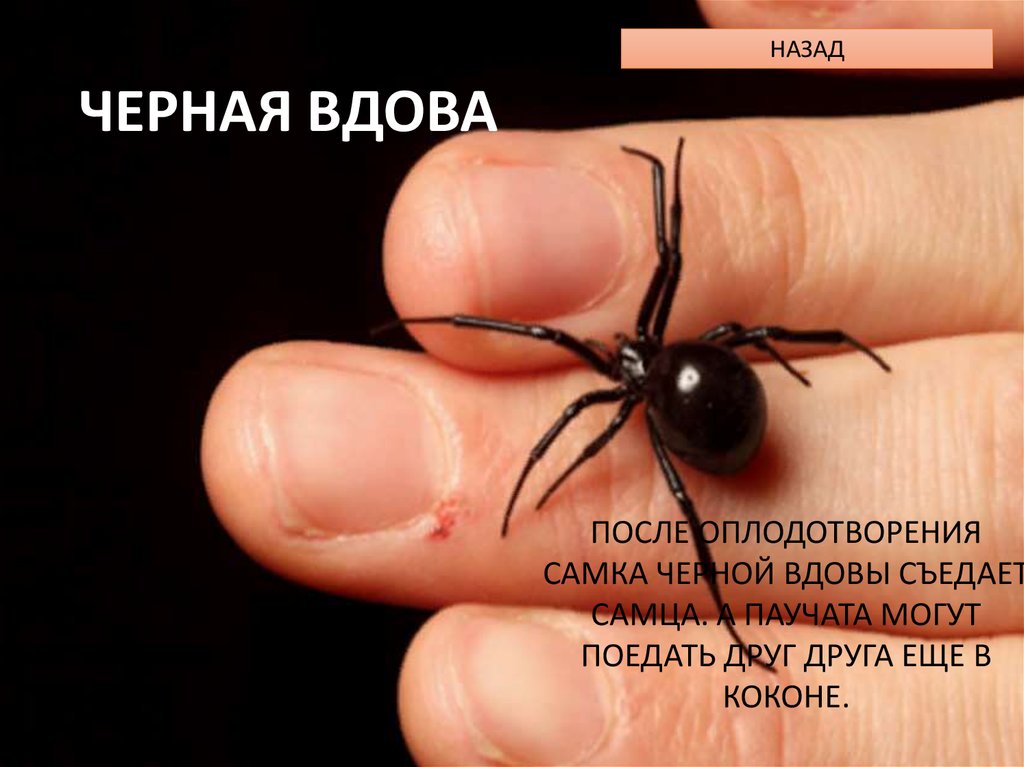 ЧЕРНАЯ ВДОВА