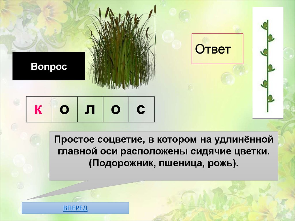 Соцветия текст впр. Подорожник формула цветка. Подорожник соцветие простое или сложное. Сидячие цветки на удлиненной оси. Простые соцветия подорожника.