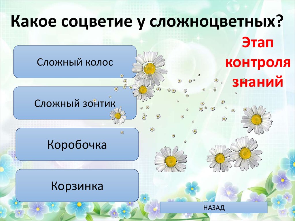 Какое соцветие у сложноцветных?