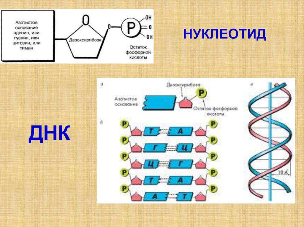 Проанализируйте диаграмму содержание вещества x в клетках кишечной палочки нормального генотипа