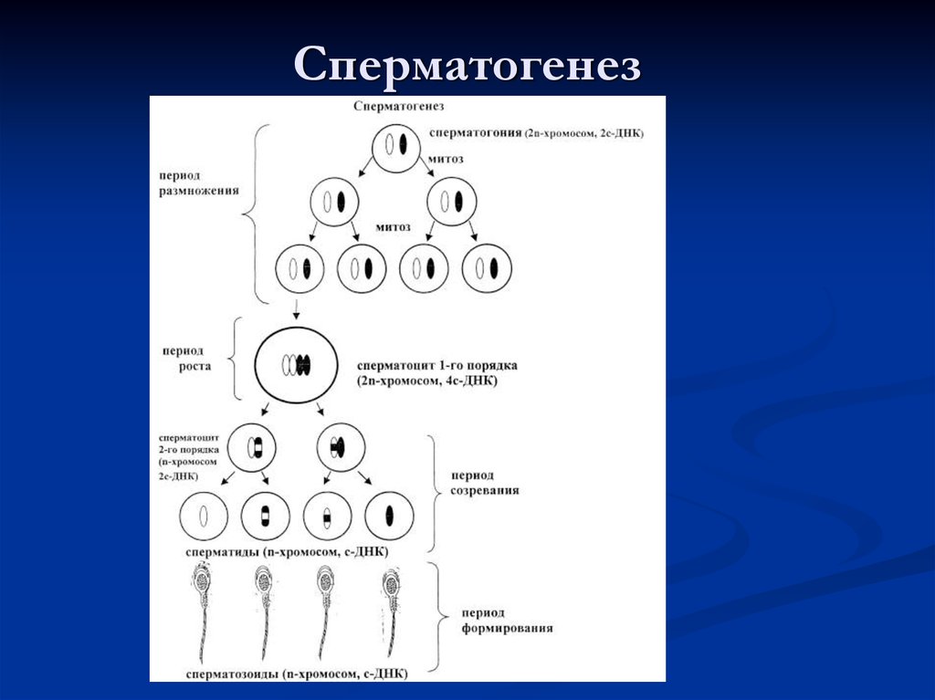 Процесс стадия сперматогенеза. Фазы сперматогенеза схема. Схема процесса сперматогенеза. Стадия созревания сперматогенеза. Этапы сперматогенеза схема.