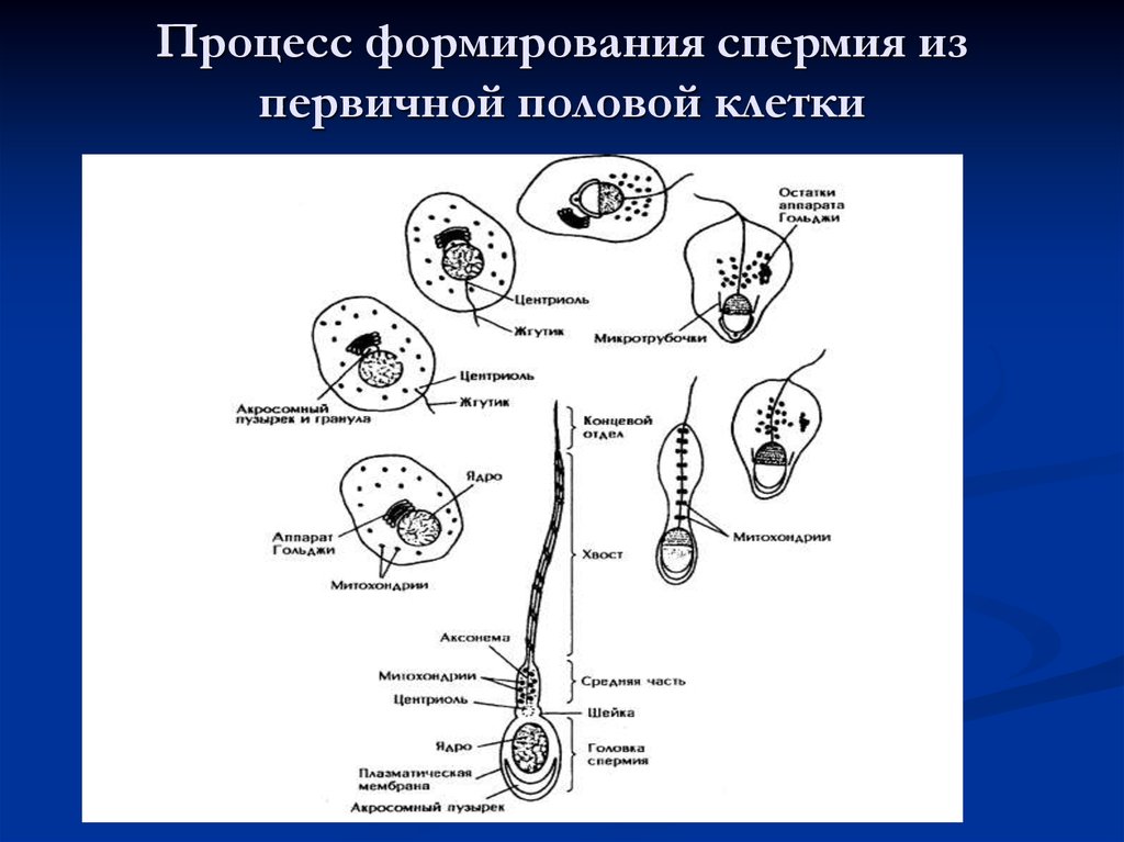 Возраст половых клеток. Формирование спермия. Процесс формирования спермиев. Формирование сперматозоида. Процесс развития спермий.