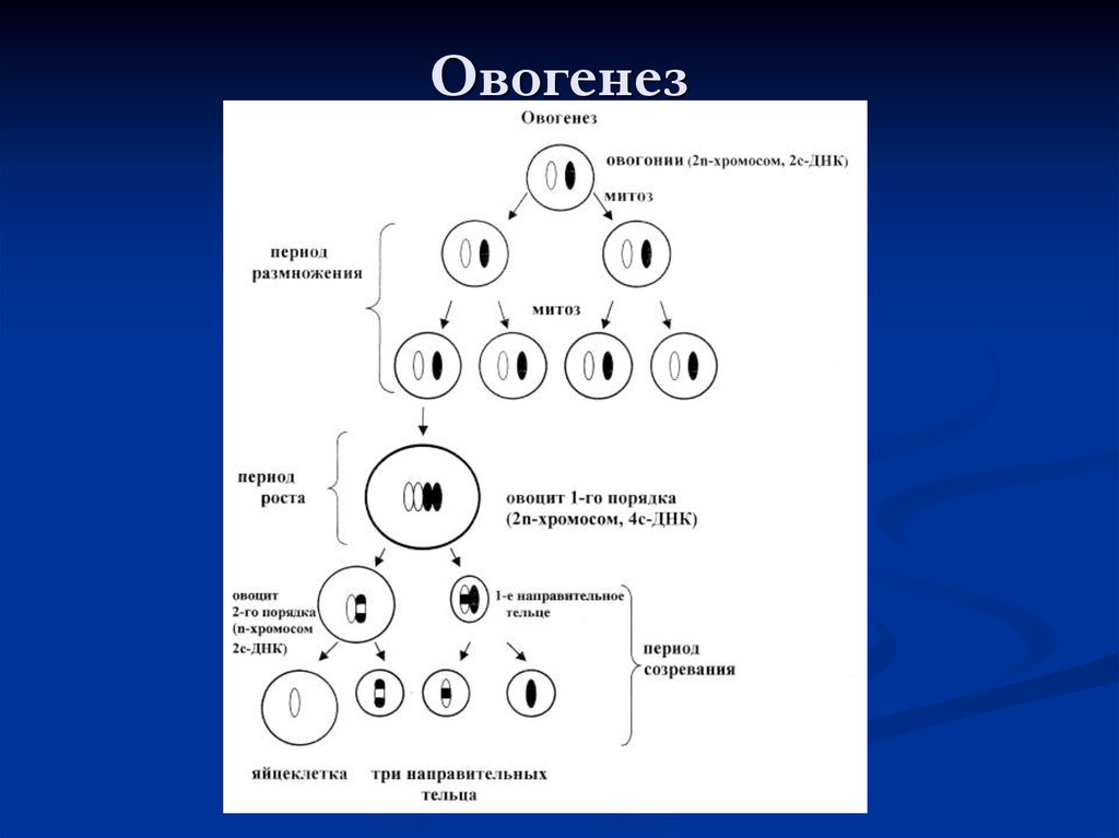 Овогенез схема с подписями