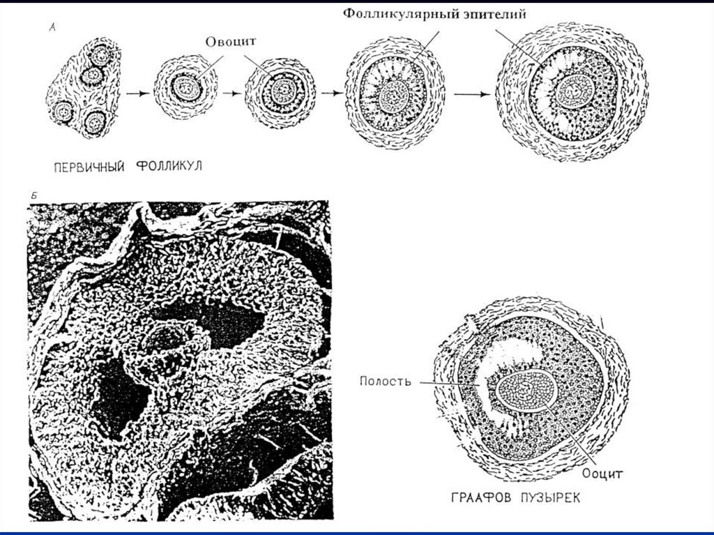Ооцит размер. Строение овоцита гистология. Первичный ооцит. Овоцит первичного фолликула. Микрофотография первичный овоцит.