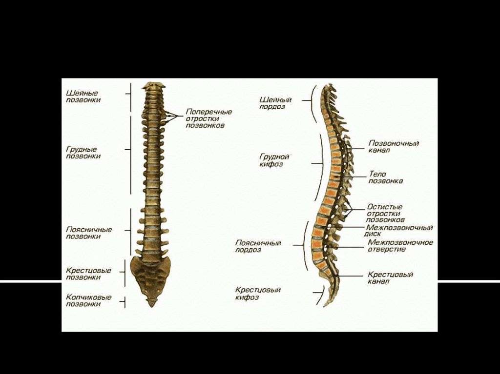 Отличие отделов позвоночника. Строение скелета позвоночника человека. Строение позвоночника человека схема. Скелет туловища отделы позвоночника. Позвоночный столб. Отделы, позвонки.