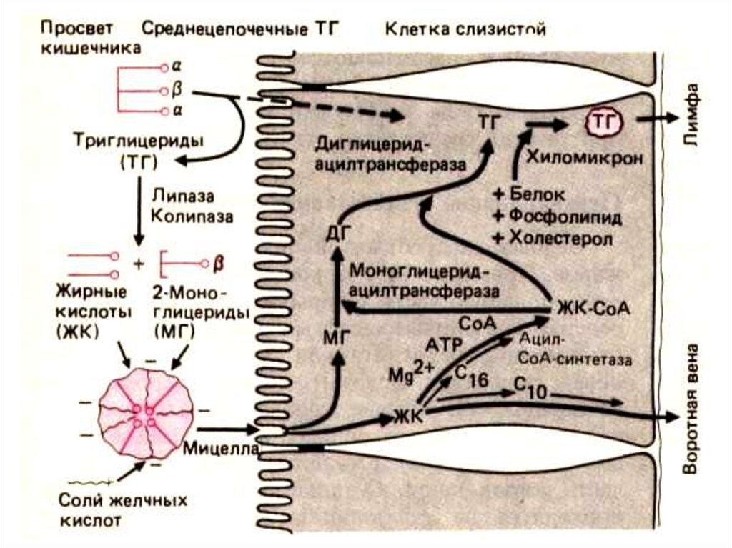 Всасывание жиров. Переваривание и всасывание триглицеридов. Всасывание липидов в тонком кишечнике. Механизм всасывания продуктов гидролиза липидов в тонком кишечнике. Механизм всасывания жирных кислот в тонком кишечнике.