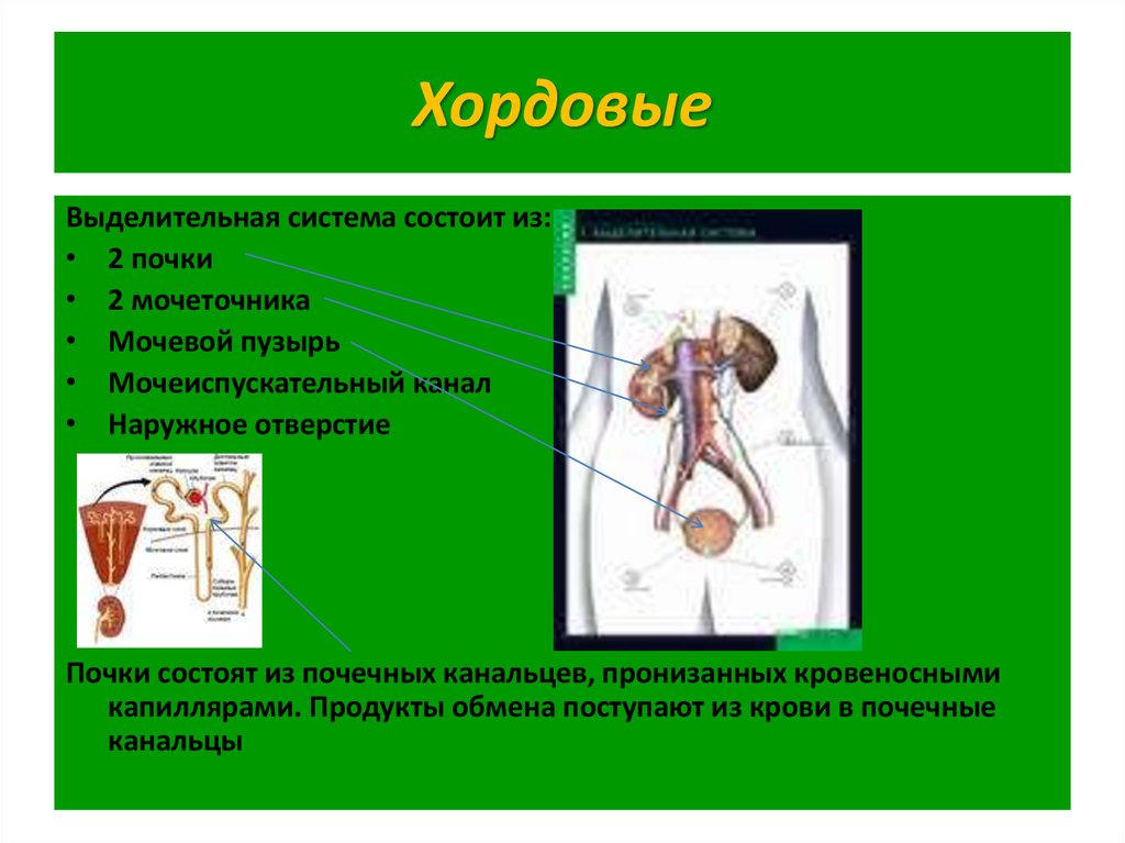 Эволюция выделительной системы презентация