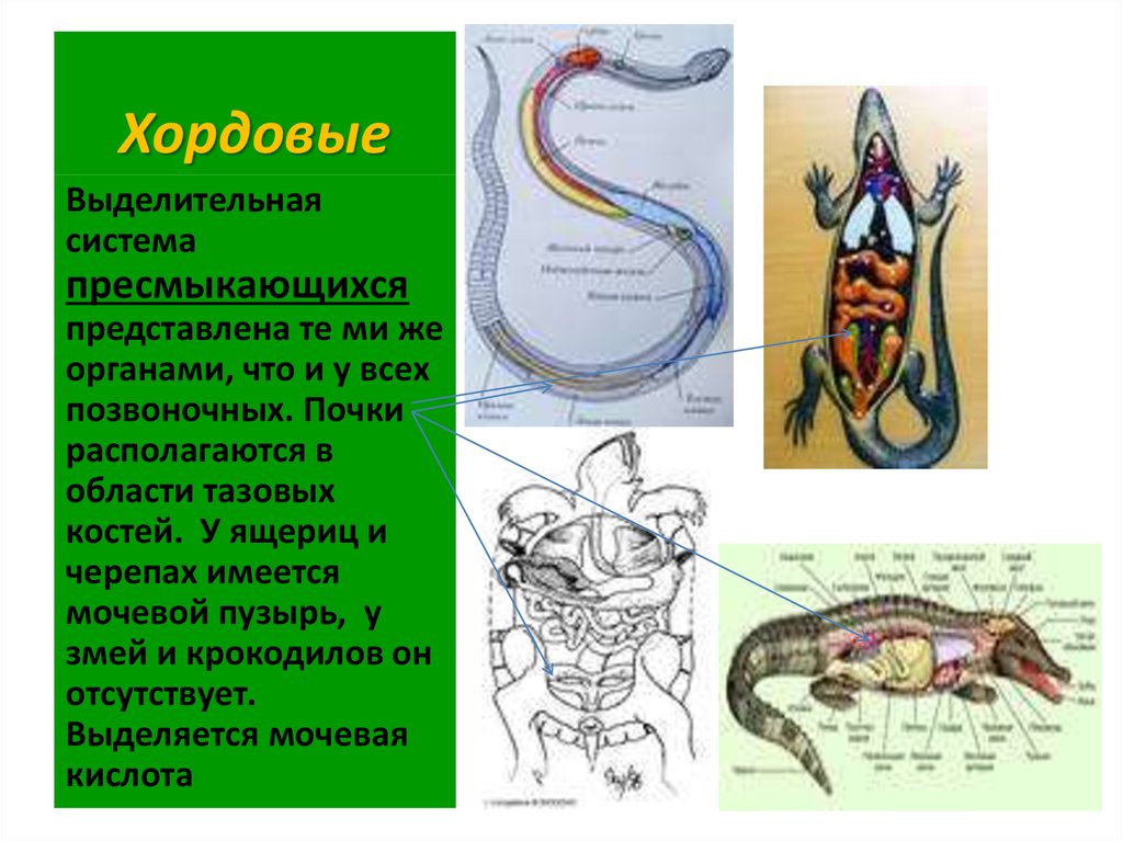 Выделение у пресмыкающихся