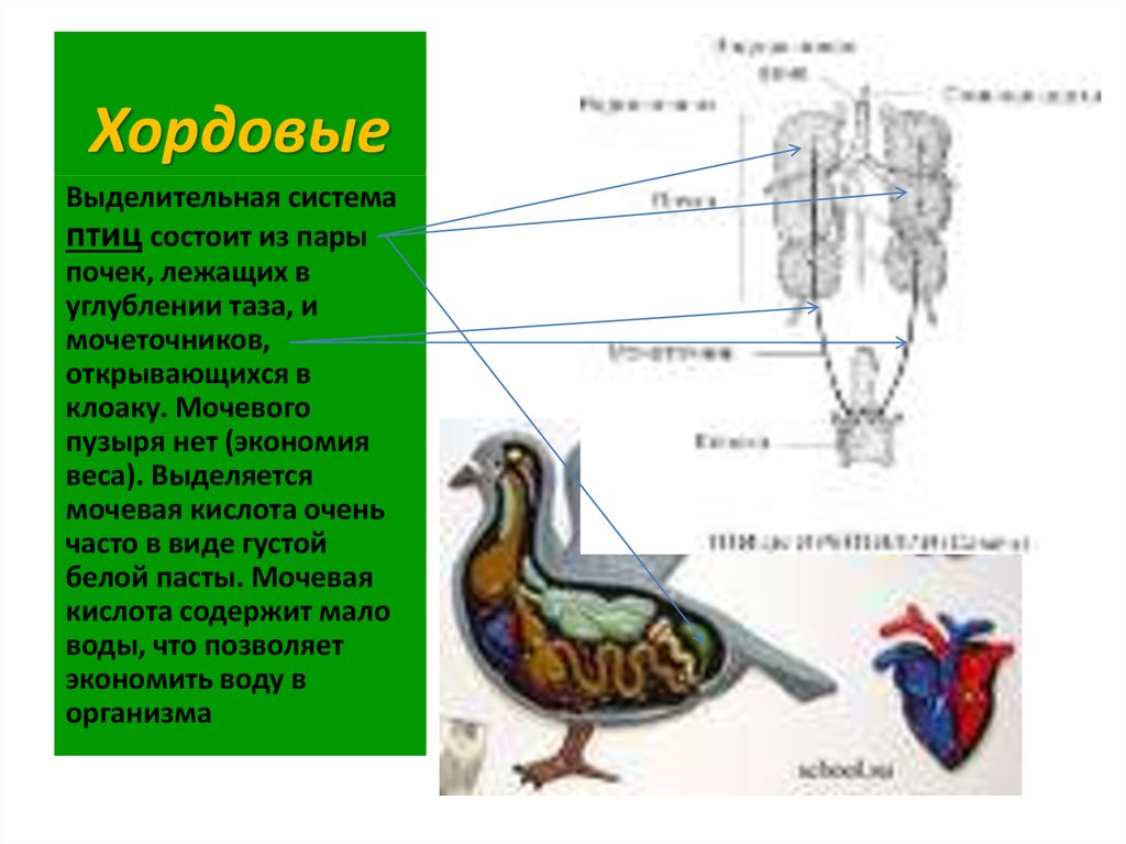 Кишечник мочеточники открываются в клоаку