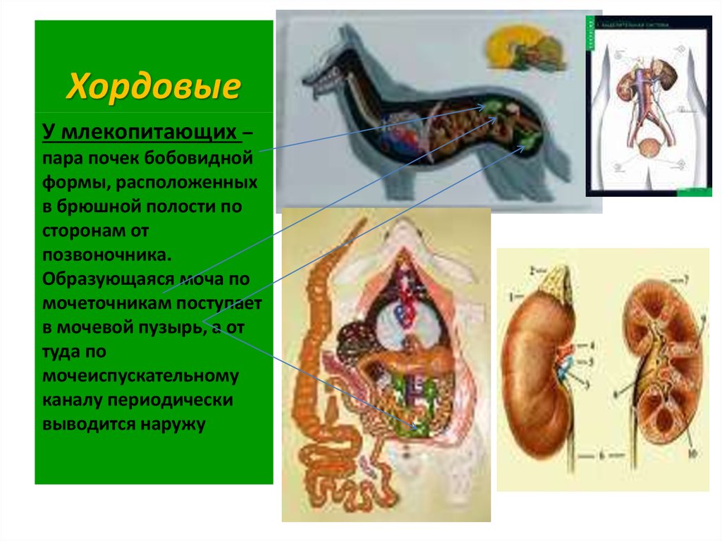 Особенности выделительной системы млекопитающих. Почки позвоночных животных. Эволюция выделительной системы. Эволюция систем органов хордовых выделительной. Выделительная система хордовых животных.