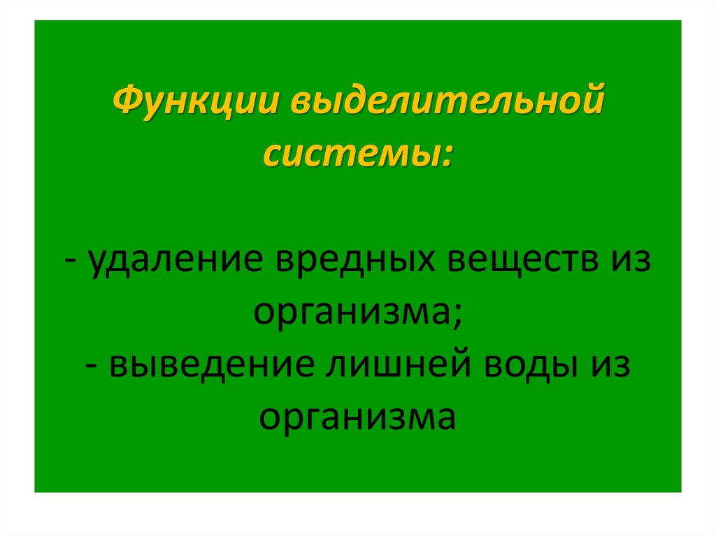 Какую функцию выполняет выделительная система человека