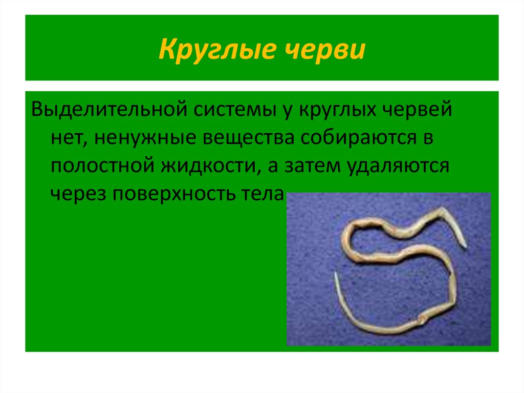 Тип круглые черви пищеварительная. Выделительная система круглых червей круглых червей. Выделительная система круглых червей 7 класс. Тип круглые черви системы органов. Тип выделительной системы круглых червей.