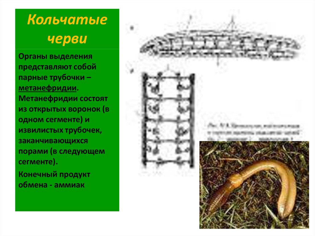 Сегмент дождевого червя. Кольчатые черви выделительная. Продукт обмена веществ у кольчатых червей. Кольчатые черви выделительная система. Выделения и выделительная система кольчатых червей.