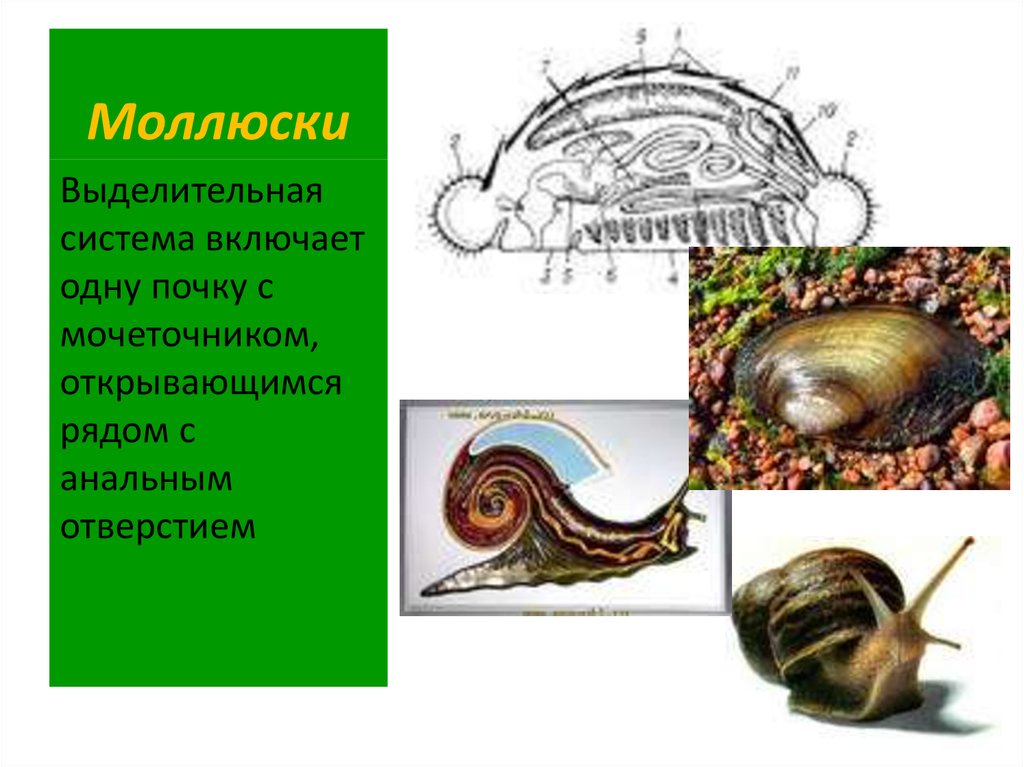 Выделительная система моллюсков. Опорно двигательная система брюхоногих. Опорно двигательная система моллюсков. Тип моллюски класс брюхоногие выделительная система.