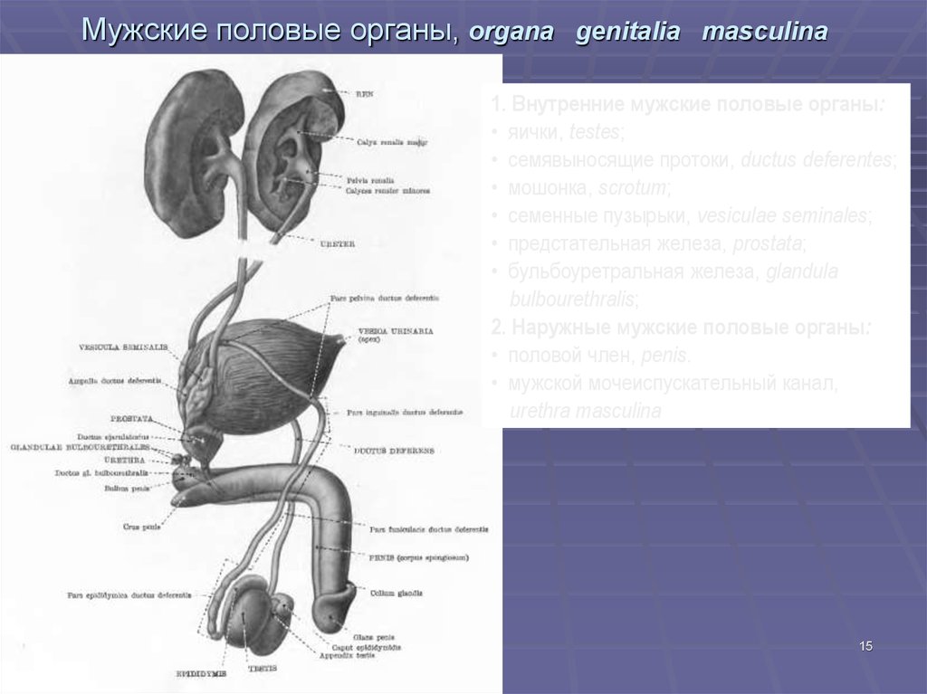 Орган мужской половой системы человека