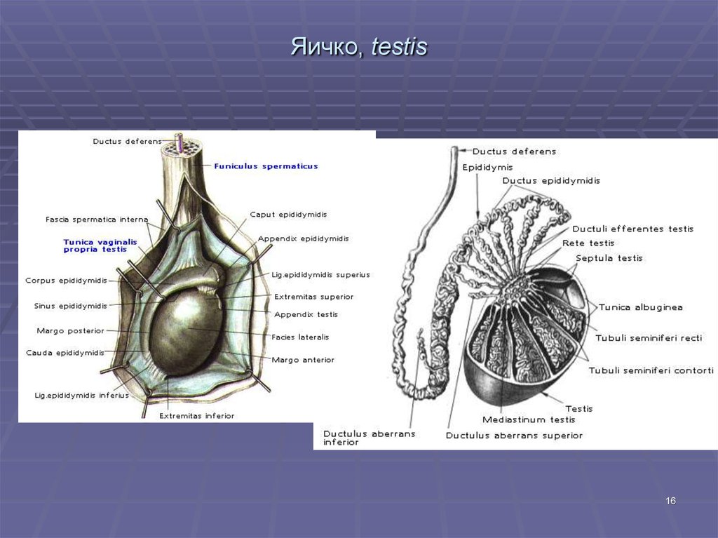 Придаток яичка рисунок