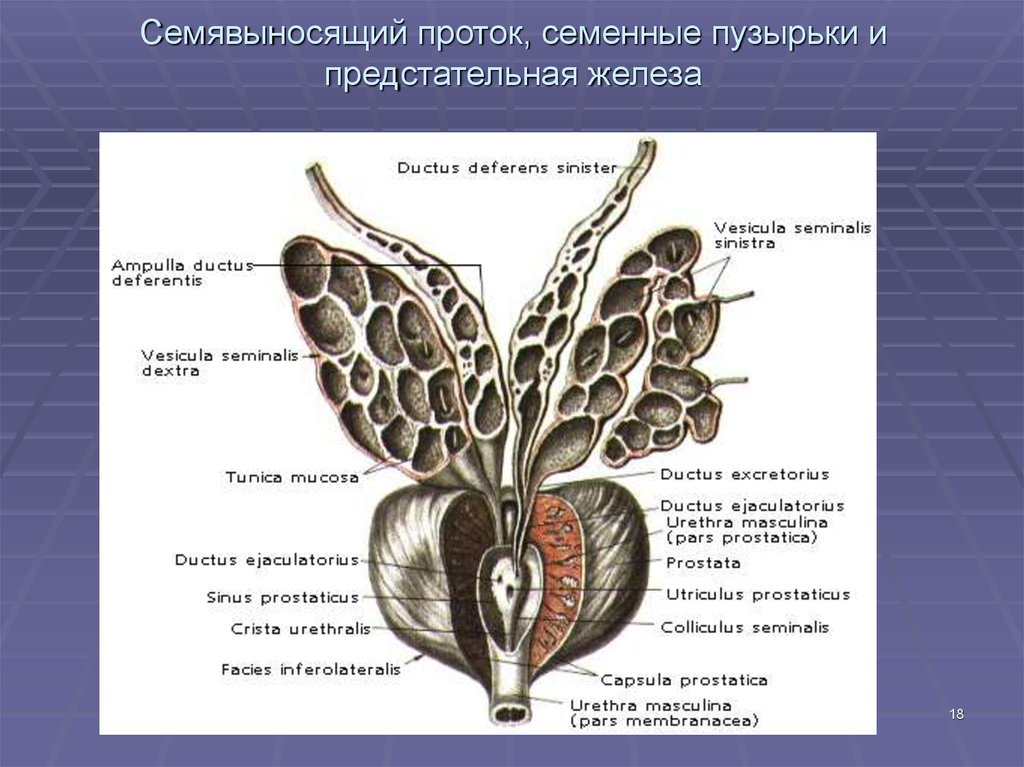 Части предстательной железы. Семенные пузырьки анатомия строение. Предстательная железа и семенные пузырьки анатомия. Семявыносящий проток анатомия строение. Строение семенных протоков.