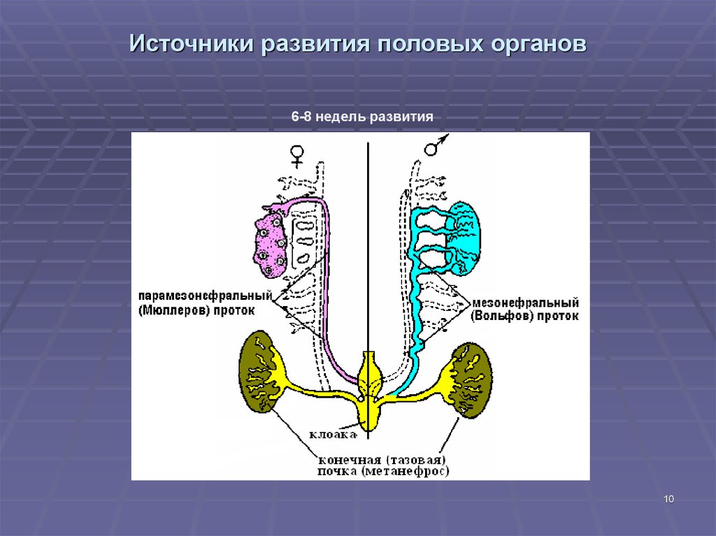 Развитие органов женской половой системы. Вольфов проток. Вольфов и Мюллеров проток. Источник развития половых органов.
