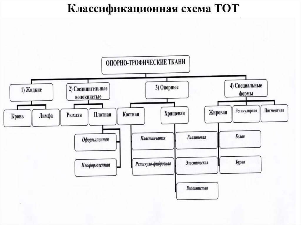 Тема 9. Собственно соединительные ткани и специальные виды соединительной ткани