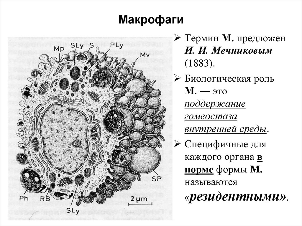 Тучные клетки рисунок