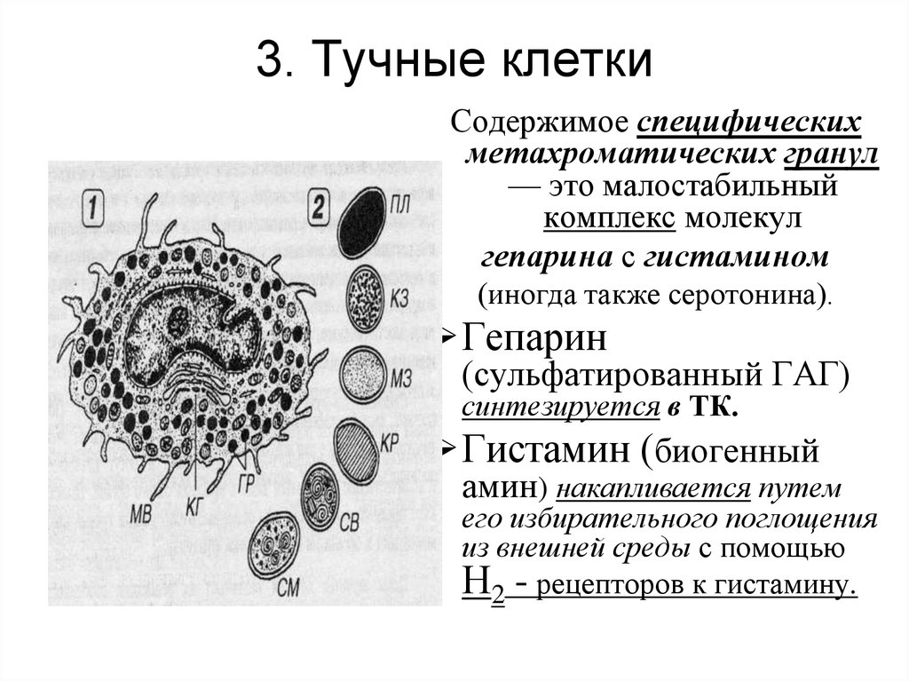 Тучные клетки воспаления