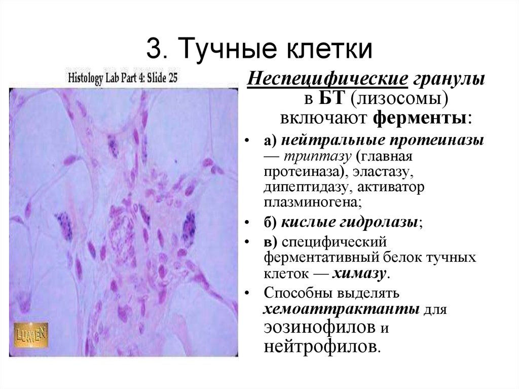 Грузно 3. Тучные клетки гистология функции. Тучные клетки соединительной ткани препарат. Тучные клетки лаброциты гистология. Гистологический препарат тучные клетки.