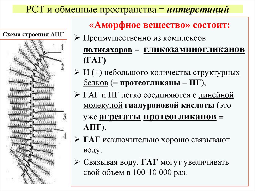 Схема синтеза протеогликанов