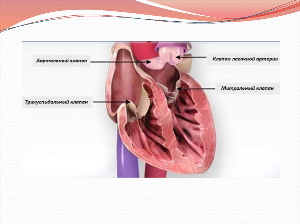 Клапан легочной артерии. Клапан легочной артерии диаметр 20мм. Сердце клапан легочной артерии. Пульмональный клапан. Створки клапана легочной артерии.