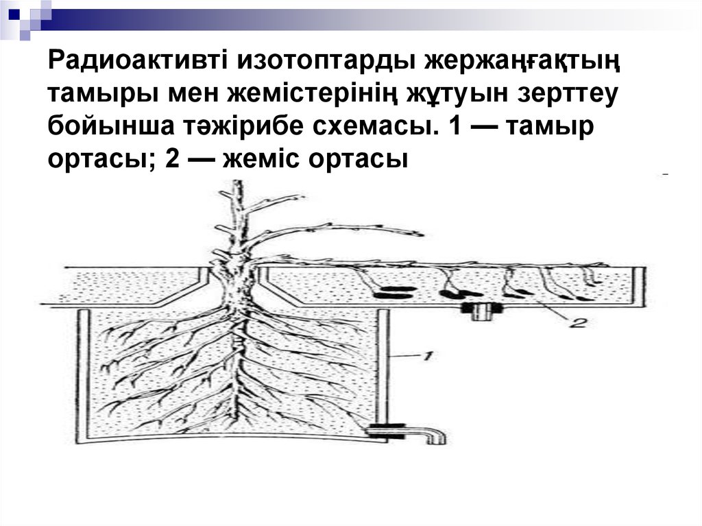 Радиоактивті изотоптарды жержаңғақтың тамыры мен жемістерінің жұтуын зерттеу бойынша тәжірибе схемасы. 1 — тамыр ортасы; 2 —