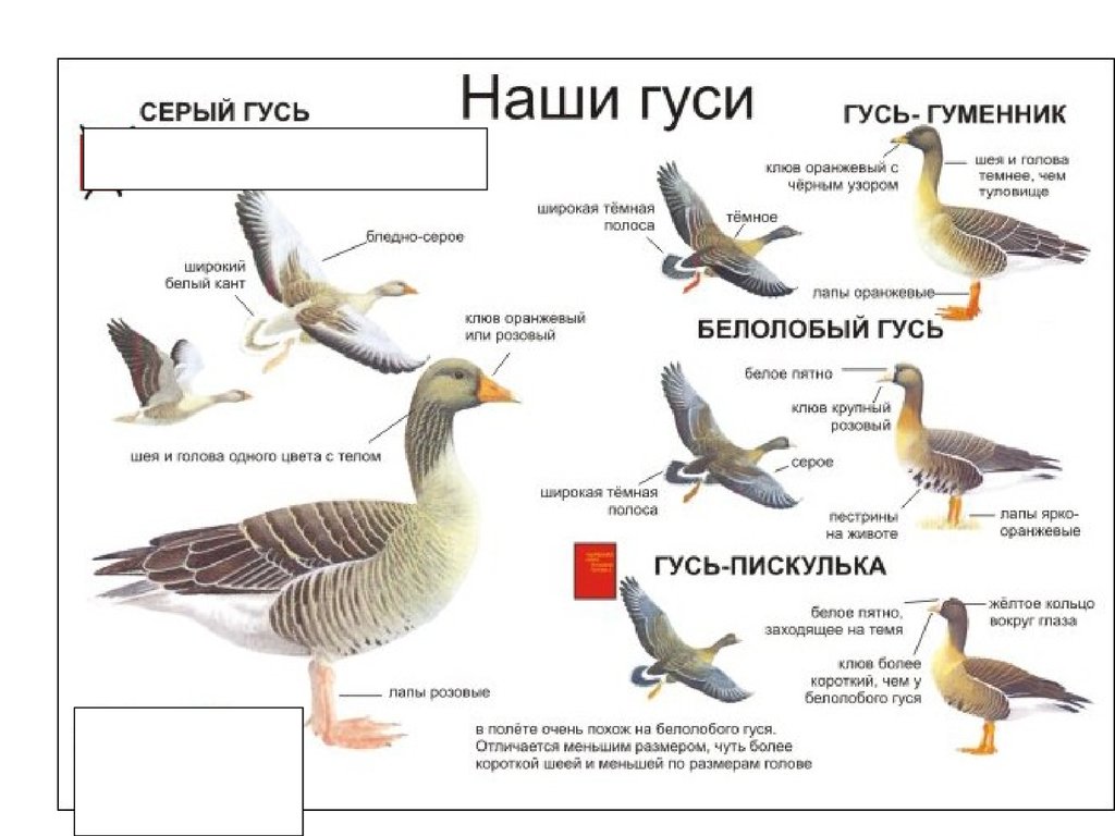 Карта гнездования гусей